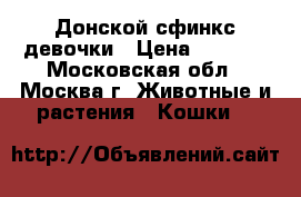 Донской сфинкс девочки › Цена ­ 8 000 - Московская обл., Москва г. Животные и растения » Кошки   